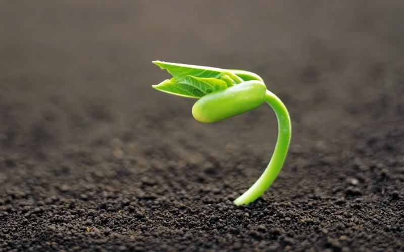 macro, healthy eating, freshness, sprout, close-up, day, leaf, plant part, food, land, bean, vegetable, green, green color, beginnings, seedling, plants