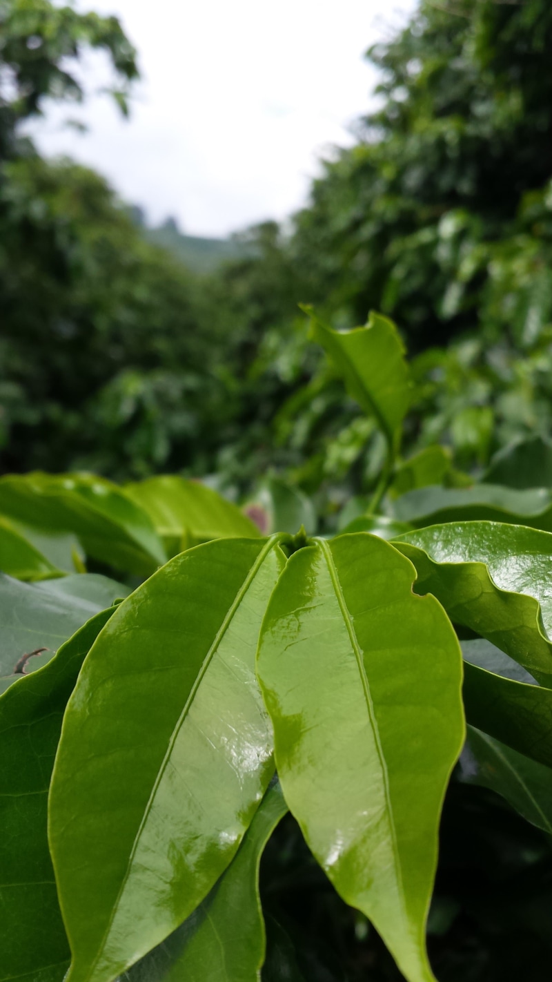 farm, outdoors, tranquility, coffee plantation, coffee tree, no people, close-up, water, wet, photography, drop, leaf, growth, focus on foreground, 4K