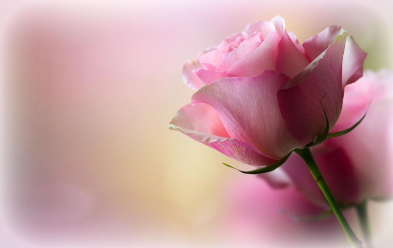 rose, romance, gentleness, sweetness, soft, tenderness, petals, romantic, love, roses, scent, softness, pink, 720P
