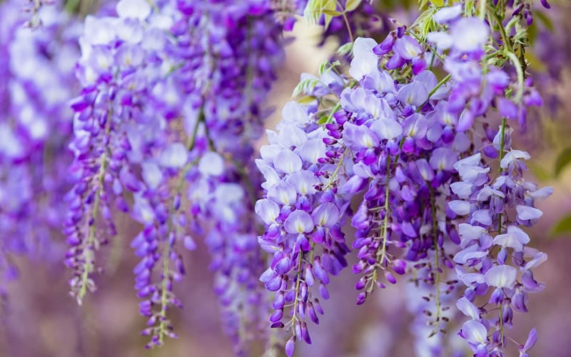 flowering plant, petal, Wisteria, vine, selective focus, lavender colored, vara, freshness, day, summer, flower head, springtime, lavender, plant, growth