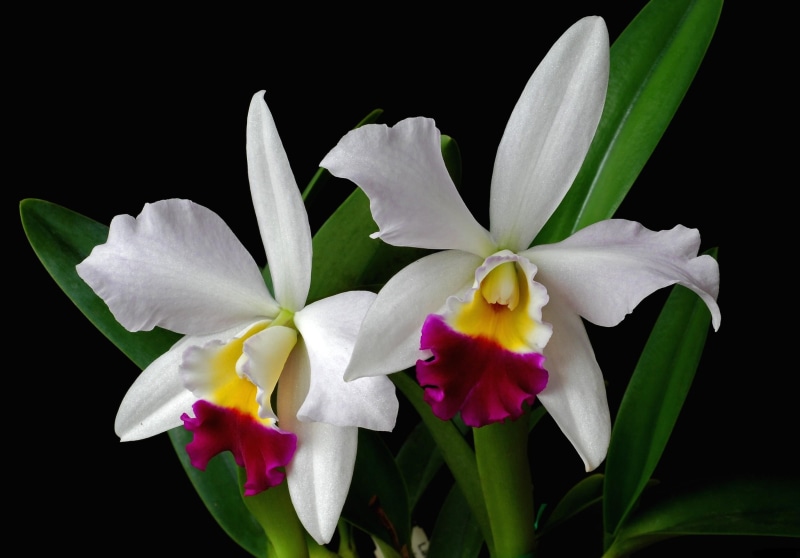 beauty, white color, pink Color, springtime, two-tone, black Background, two, lily, macro, orchids, fragility, isolated, cattleya, close-up, studio shot