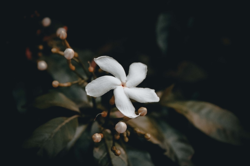 leaf, tree, beauty In Nature, botany, macro, close-up, no People, plant, branch, freshness, pinwheel, orchid, outdoors, inflorescence, jasmine, flower Head