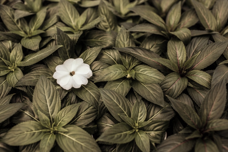 freshness, close-up, flower, beauty in nature, food and drink, plant, flowering plant, green color, growth, herb, outdoors, beautiful, no people, flowers