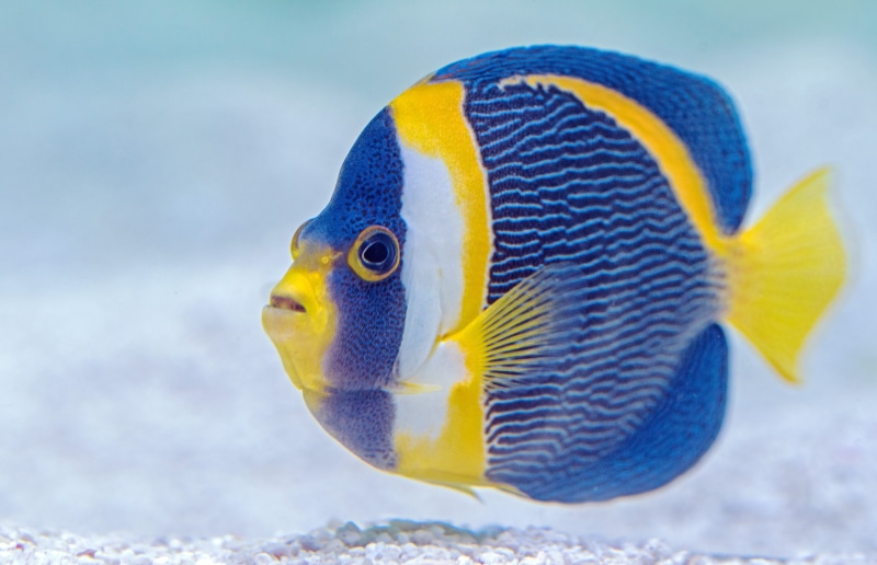 colorful, close up, vertebrate, close, fish stall, david clode, cairn, animal themes, marine, undersea, scribbled angelfish, finned, tropical fish, nature