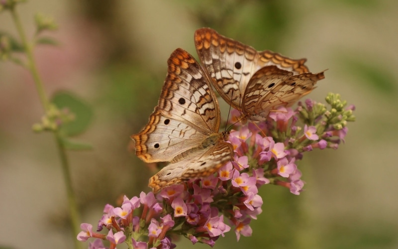 butterfly - Insect, animal Wing, summer, flower head, single Flower, butterflies, close-up, color Image, one animal, nature, patterns, petal, pollination