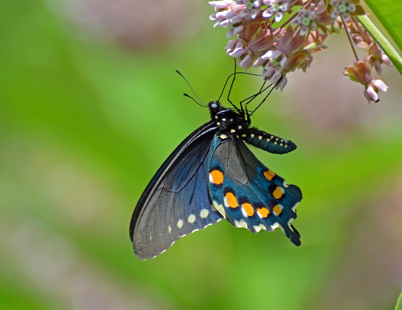 4K, selective focus, insect, photography, flower, Spicebush Swallowtail, milkweed, summer, focus, beauty In Nature, animal, butterfly - Insect, pink, butterflies