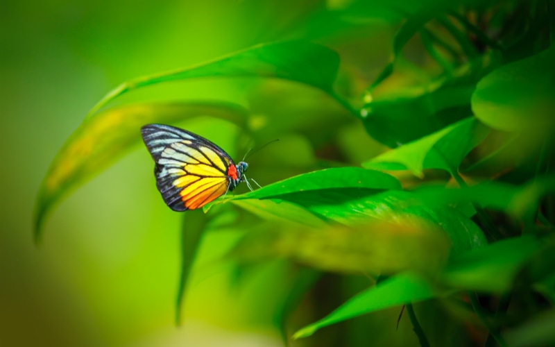 1080P, Butterfly, black, Plant, Leaves, Green, yellow, Insect