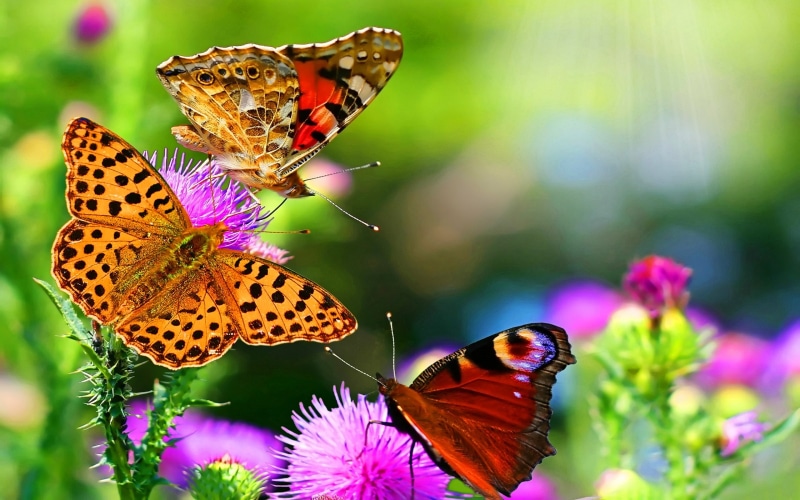 butterfly, colorful, insect, flowers, animals, 2K, pink flowers, wildlife
