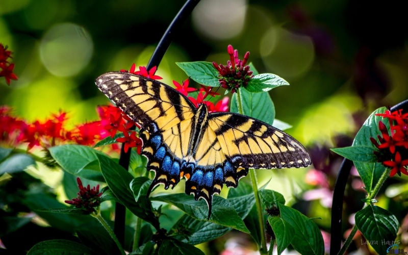 animal wildlife, close-up, 1080P, animal wing, beauty in nature, nature, insect, flower, butterfly - insect, butterfly, macro, invertebrate, animals in the wild