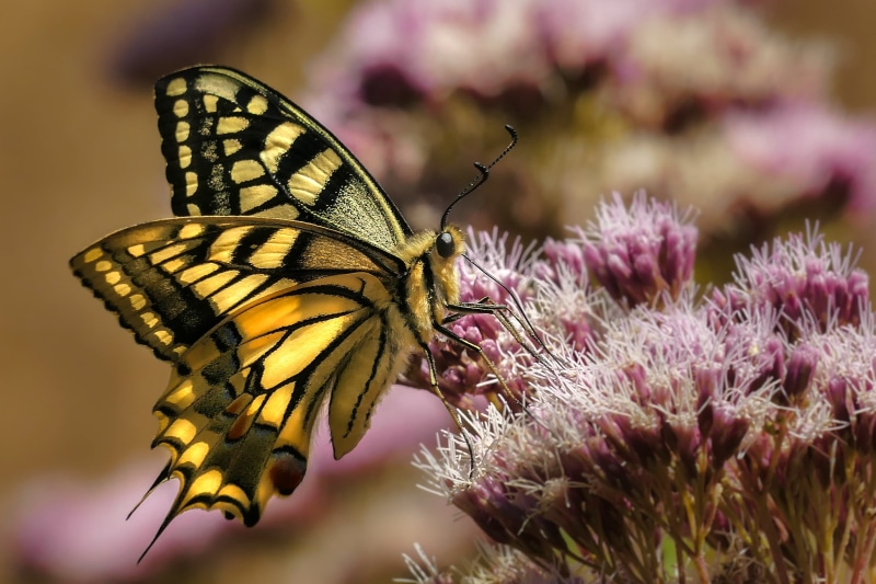Lumix, butterflies, animal, Swallowtail butterfly, mariposas, swallowtail, animals, Eastern Tiger Swallowtail, flower, butterfly - Insect, close-up, insect