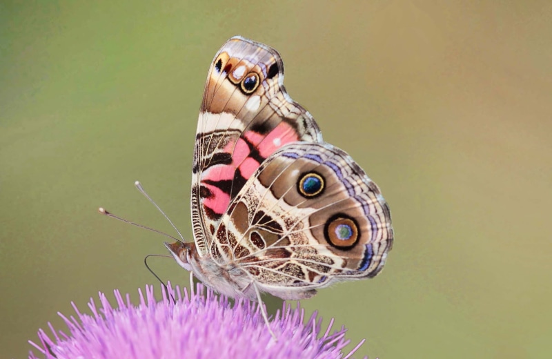 summer, vanessa virginiensis, 2K, butterfly - Insect, Papilio  troilus, perched, richmond county, spotted, insect, multi Colored, American Lady, american painted lady