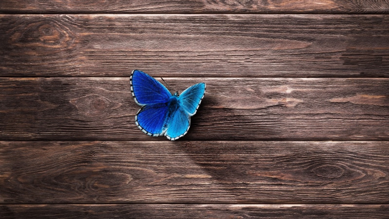 close-up, close up, butterfly - insect, 4K, still life, brown, flowering plant, flower, butterfly, pattern, indoors, animal, no people, plant, plank, wood - material