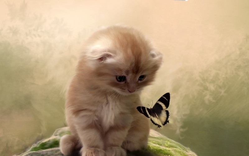 720P, puppy, no people, pets, feline, domestic, insect, animals, coated, cat, animal, black, kitten, one animal, mammal, white, domestic cat, animal themes