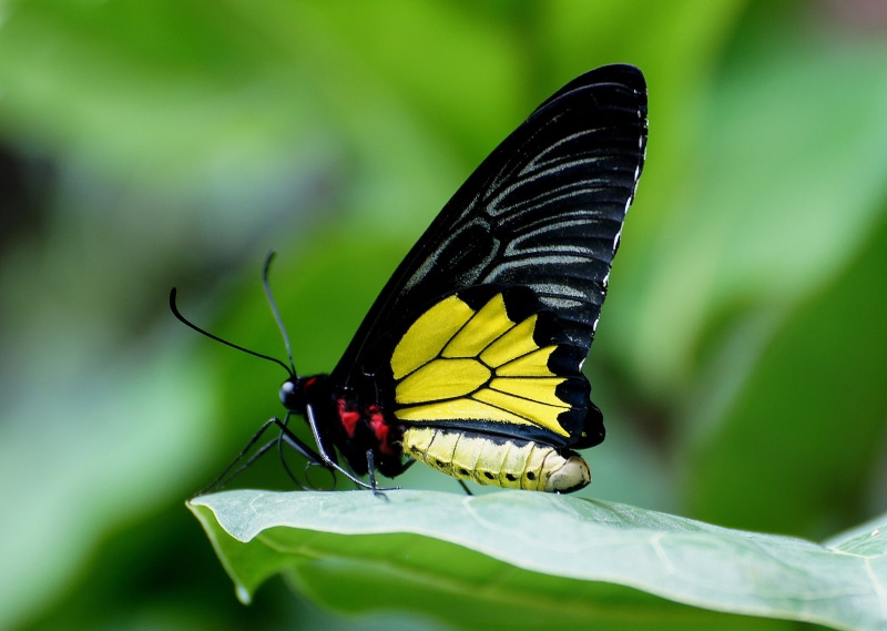 black and yellow, animal Wing, bokeh, Public Domain, butterflies, summer, macro, Ornithoptera euphorion, Creatures, plant, Cairns Birdwing, CC0, D O, green leaf