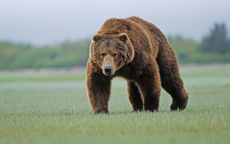 no people, field, plant, animal, land, vertebrate, Grizzly bear, animal wildlife, 1080P, Grizzly Bears, one animal, outdoors, mammal, animal themes, bears