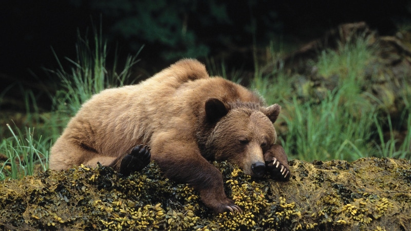 cute, rest, 4K, sleep, brown bear, wild animal, bear, wildlife