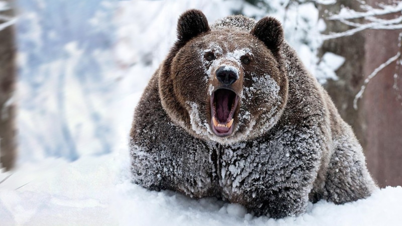 mouth open, winter, portrait, one animal, day, no people, cold temperature, brown, animal mouth, animal themes, animals in the wild, snow, mammal, focus on foreground