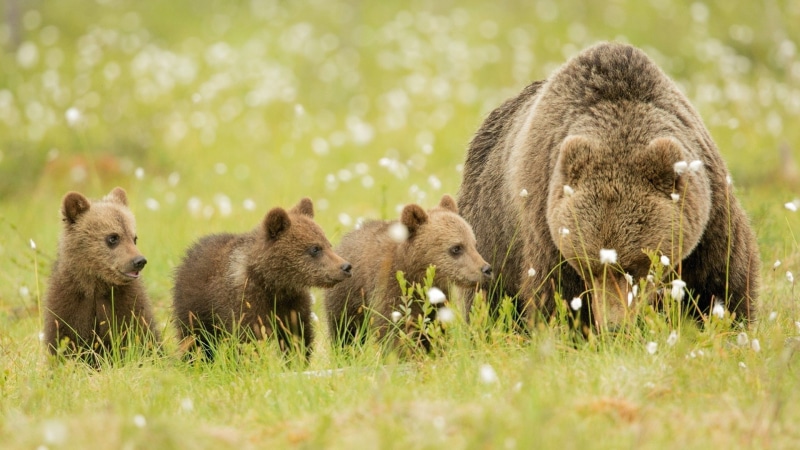 Bears, three, Meadow, Family, Cubs, Brown, Bear, 1080P