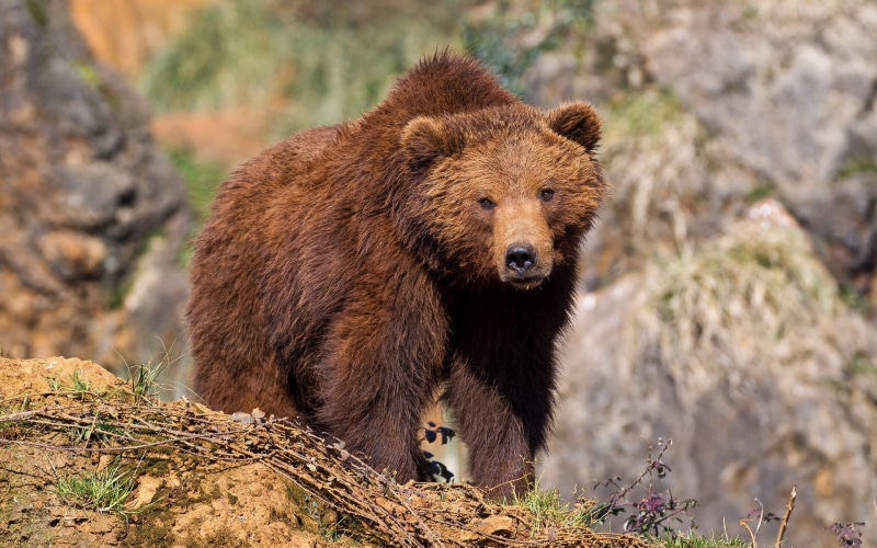 animals, black, mammal, animals in the wild, animal themes, dog, nature, vertebrate, brown bear, no people, animals hunting, animal, 1080P, one animal