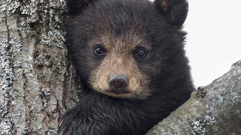 animal head, looking, whisker, portrait, trunk, animal themes, no people, outdoors, close-up, nature, 1080P, animals, animal eye, brown, tree, bears, day