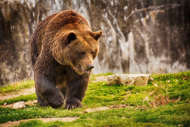 2K, Brown bear