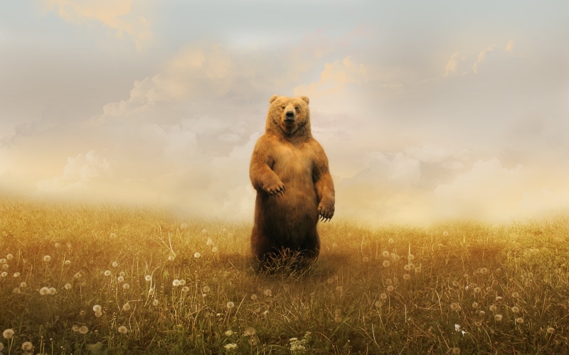 brown, land, animals, cloud - sky, bears, mammal, standing, artwork, digital art, Photoshop, day, no people, looking, bear, Grizzly Bears, landscape, grass