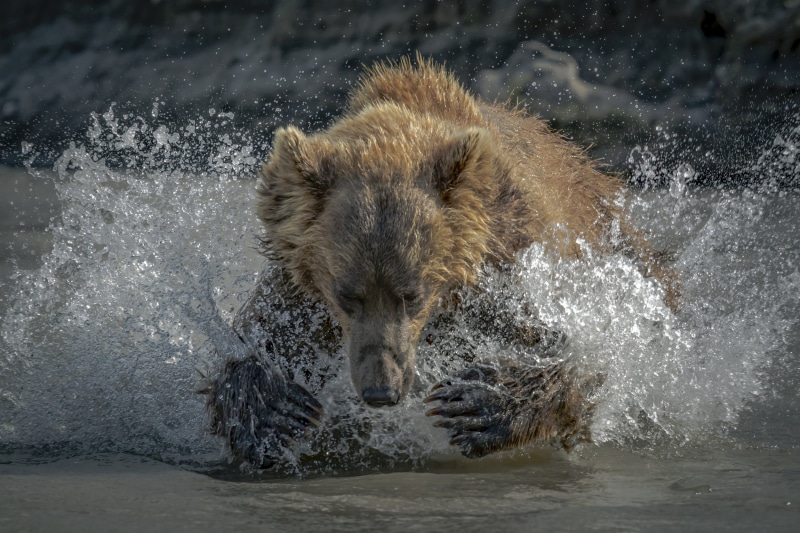 wet, bears, nature, animal themes, brown, animal, outdoors, day, splashing, bear, one animal, water drops, vertebrate, water splash, no people, animals