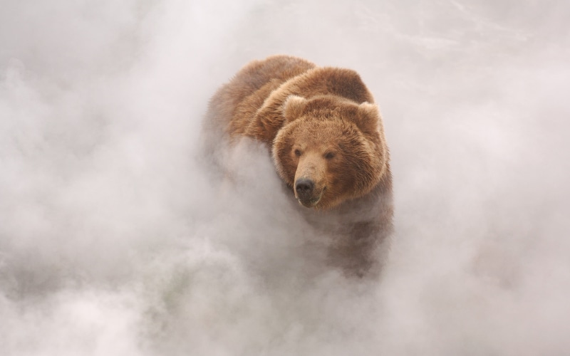animal themes, grizzly, brown, bears, one animal, 2K, simple, day, beauty in nature, nature, animal wildlife, smoke, winter, mammal, front view, vertebrate