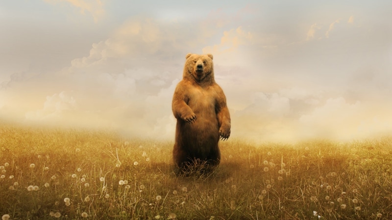 sky, grizzly, animals in the wild, animal, vertebrate, grass, 1080P, bright, bears, outdoors, nature, looking at camera, day, cloud - sky, animal wildlife