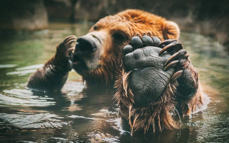 vertebrate, focus on foreground, day, mammal, bears, animal themes, bear, animals, animal body part, outdoors, animal wildlife, animal head, 720P, no people