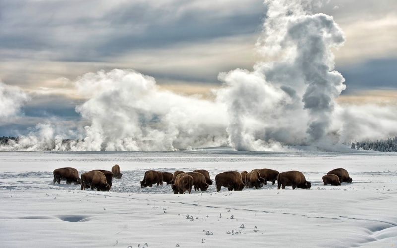 day, group of animals, animal, bison, outdoors, herd, beauty in nature, snow, environment, clouds, cloud - sky, animals in the wild, scenics - nature, landscape