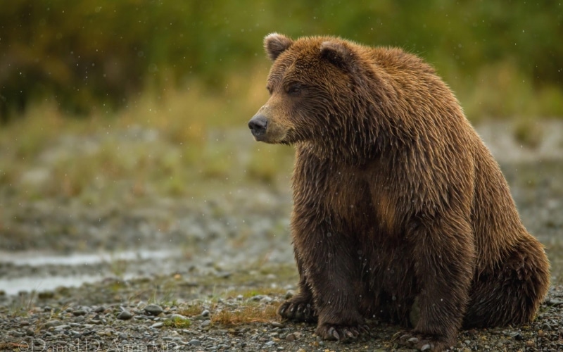 rain, brown, bear, animal, 2K