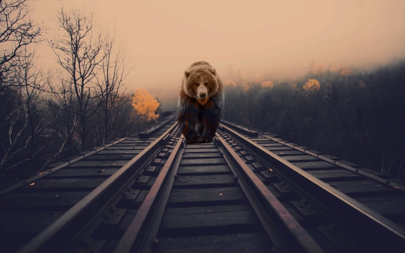 diminishing perspective, sky, domestic animals, outdoors, transportation, bear, mammal, bears, domestic, animals, tree, dog, no people, railway, 1080P