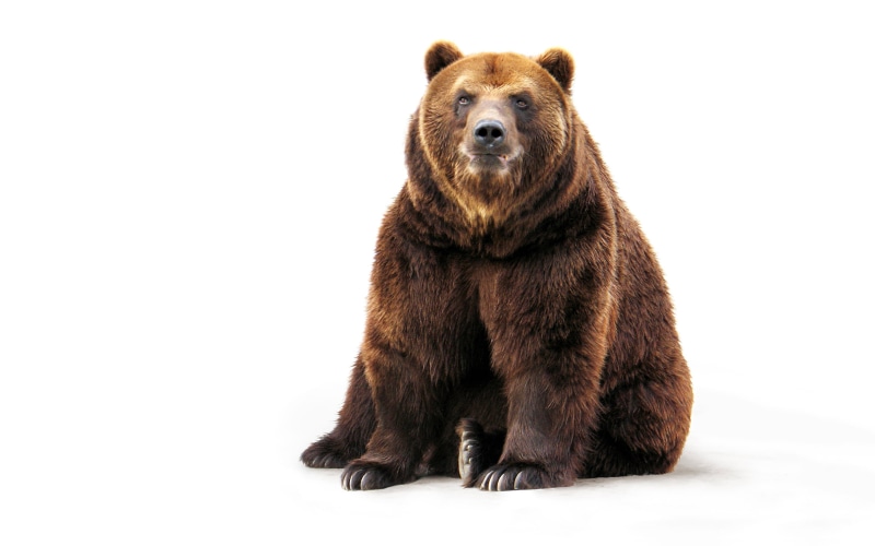 looking at camera, bear, animal wildlife, cut out, full length, portrait, white background, brown, paws, studio shot, no people, looking, front view, wool