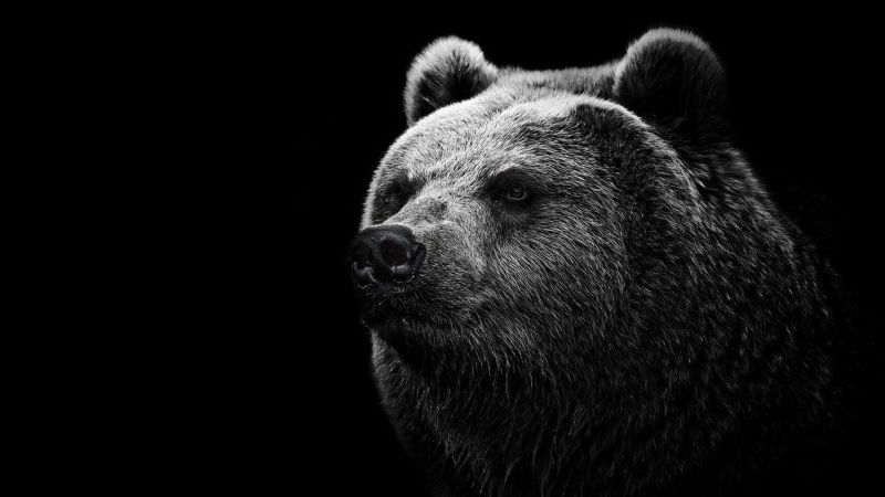 bears, 1080P, Grizzly bear