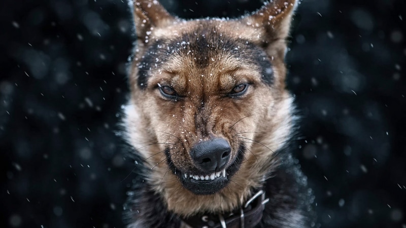 german shepherd, winter, animal body part, focus on foreground, 1080P, snow, no people, angry, nature, cold temperature, close-up, dog, portrait, looking at camera