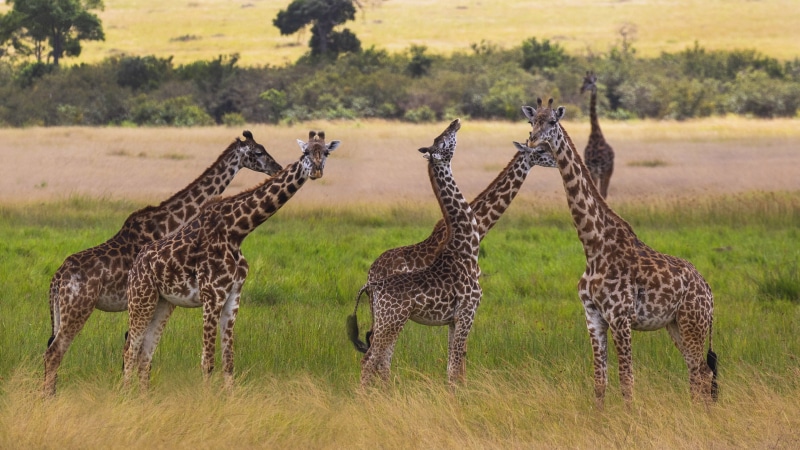 4K, field, herd, ultra, mammal, terrestrial, animal wildlife, animal themes, no people, mammals, landscape, hd, desktop, standing, day, vertebrate, group of animals
