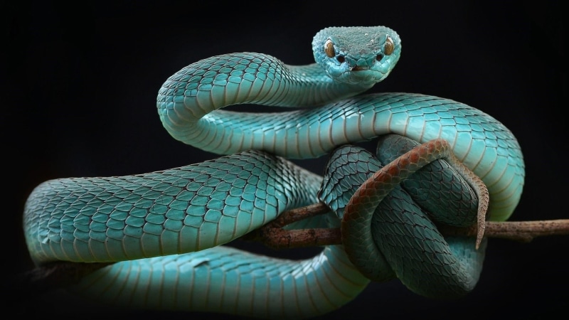 white lipped tree viper, terrestrial animal, snake, 1080P, animals in the wild, one animal, black background, close-up, vertebrate, no people, trimeresurus albolabris insularis