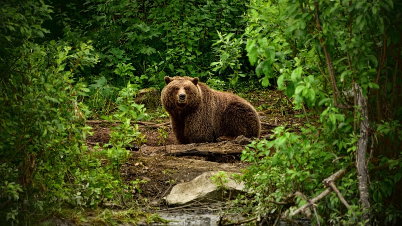fauna, grizzly bear, forest, vertebrate, wild animal, animal wildlife, animals in the wild, woodland, green color, nature, day, bear, wildlife, brown bear