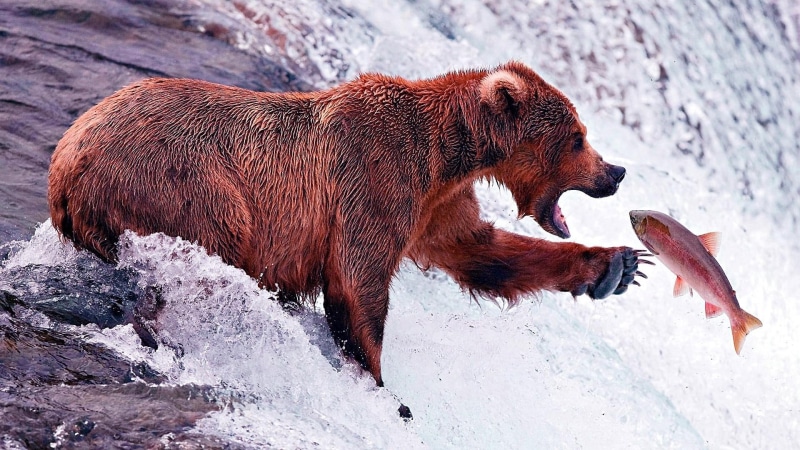 fishing, fish, 1080P, water, terrestrial animal, river, fauna, wildlife, bear