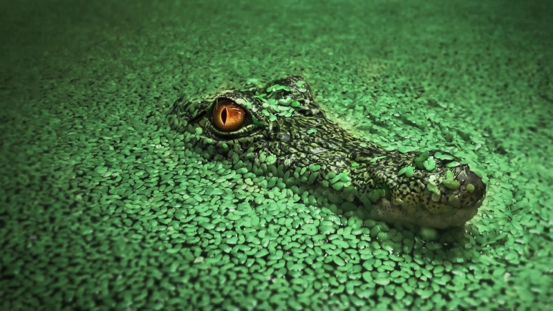 selective focus, amphibian, green, terrestrial animal, nature, crocodile, vertebrate, animal body part, crocodilia, animal, outdoors, invertebrate, vignette