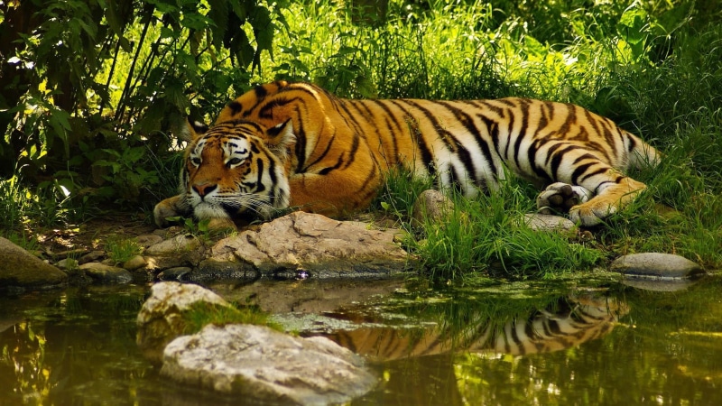 lake, india, mammal, national park, animal, animals in the wild, bengal, one animal, reflection, terrestrial animal, feline, big cats, outdoors, wilderness