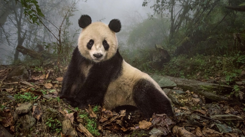 forest, jungle, day, animal themes, terrestrial animal, bear, endangered species, animals in the wild, plant, mammal, panda bear, sichuan, animal wildlife