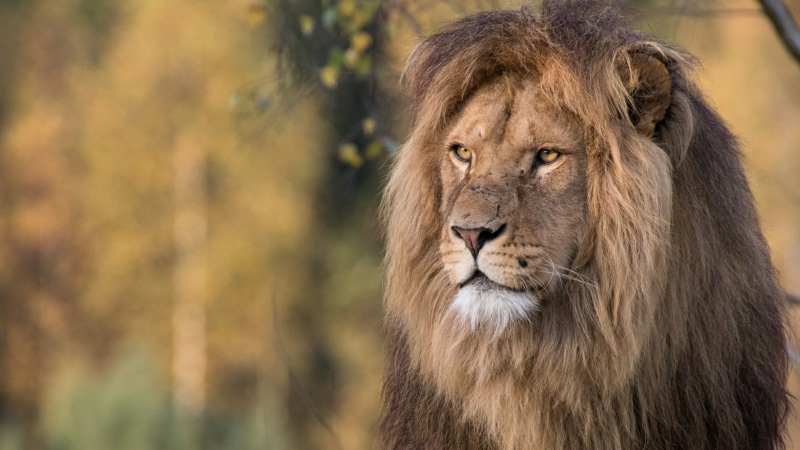 one animal, terrestrial animal, animal head, animals in the wild, cat, male animal, wild animal, lion, lion - feline, big cat, lion king, animal themes