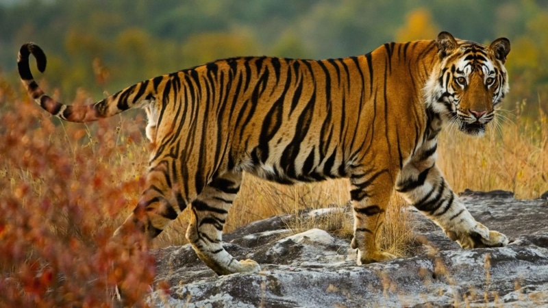 animal, undomesticated cat, animal wildlife, 1080P, rock, feline, big cat, grass, snout, cat, wildlife, kanha tiger reserve, profile view, animal themes