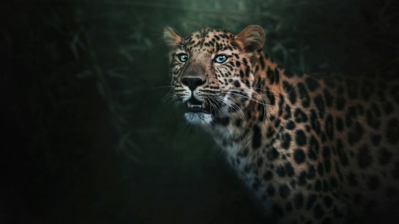 animal wildlife, endangered species, undomesticated cat, big cat, wildlife, animal themes, black background, 1080P, animal head, predator, mammal, blue eyes