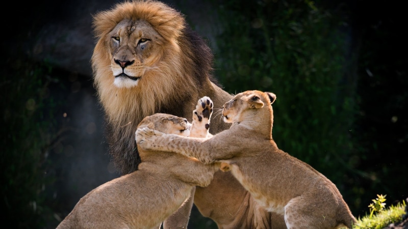 lion - feline, tree, vertebrate, female animal, cat, mane, mammal, fight, animals in the wild, day, animal wildlife, animal, animal family, terrestrial animal