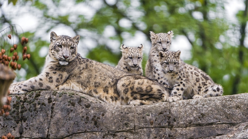 mammal, leopard, terrestrial animal, snout, cub, wildlife, whiskers, cubs, 4K, snow leopard, family