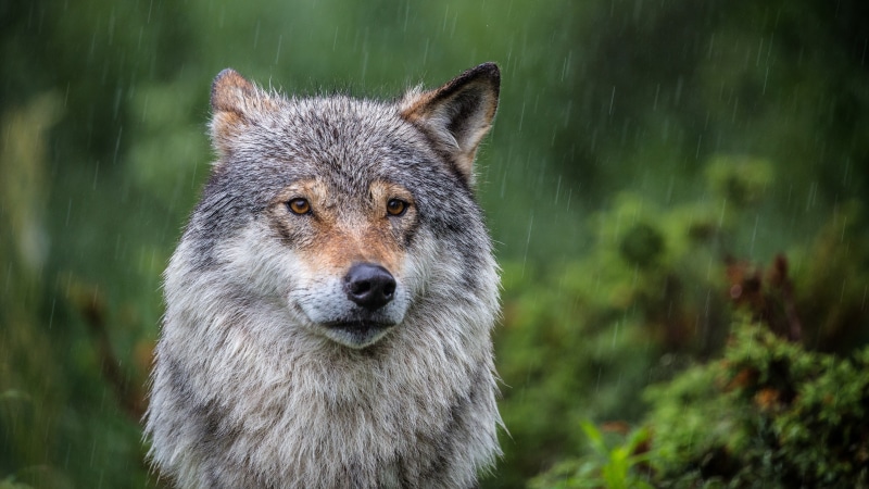 wildlife, 4K, rain, rainy, wolf, terrestrial animal