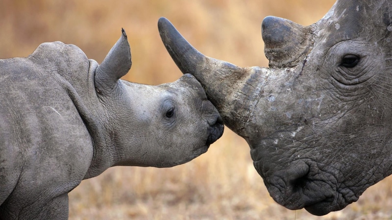 terrestrial animal, close-up, animal wildlife, rhino, focus on foreground, group of animals, 1080P, profile view, togetherness, animals in the wild, face to face